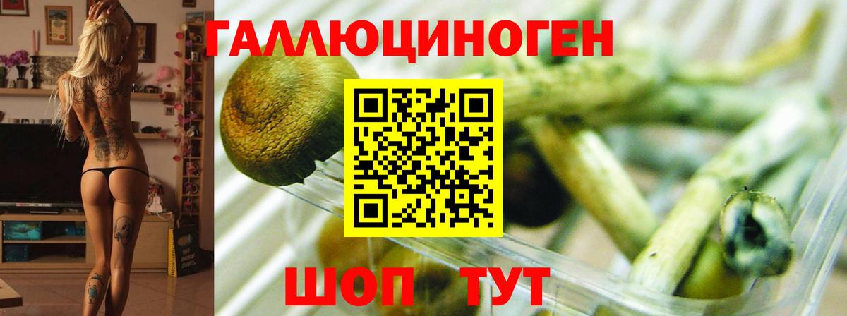 Псилоцибиновые грибы Cubensis Горно-Алтайск